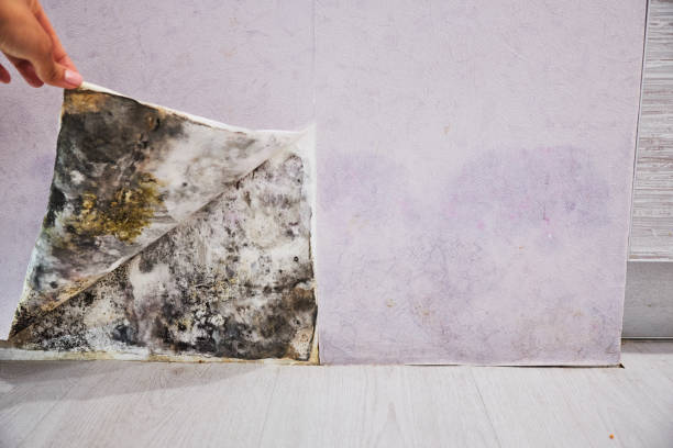 Best Best Mold Removal Companies  in Flora Vista, NM